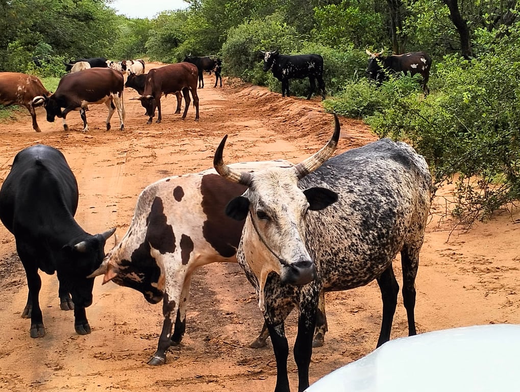 Limpopo National Park