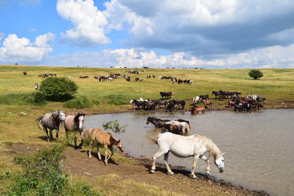 Livno Wild Horses