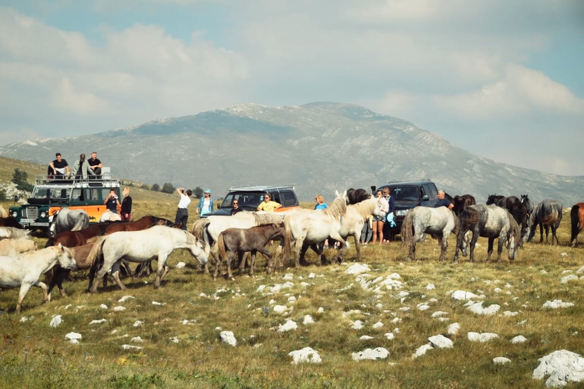 Livno Wild Horses