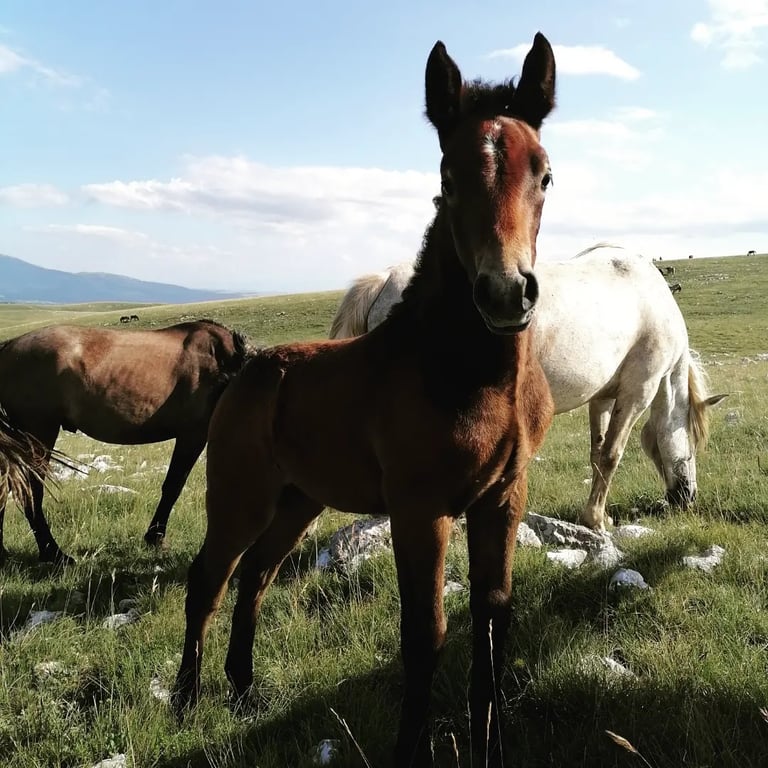 Livno Wild Horses