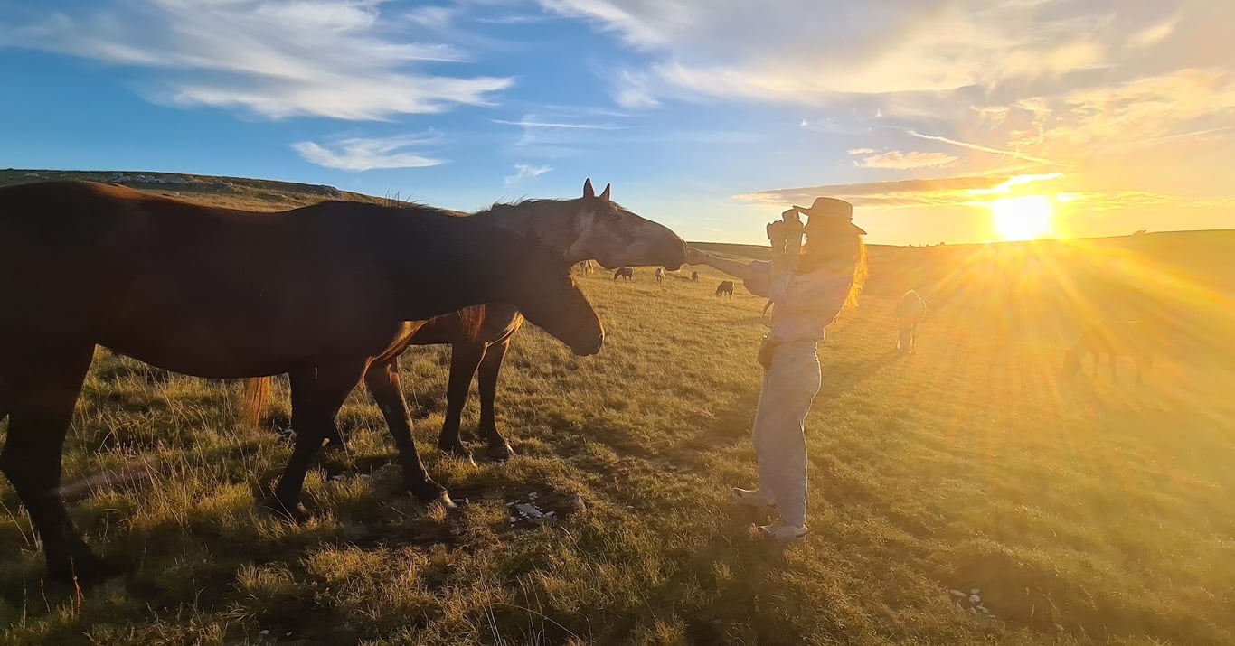 Livno Wild Horses