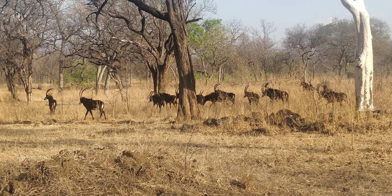 Liwonde National Park