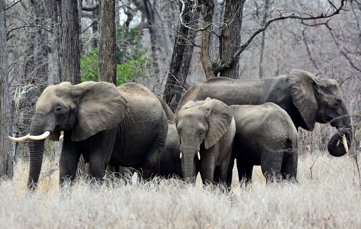Liwonde National Park