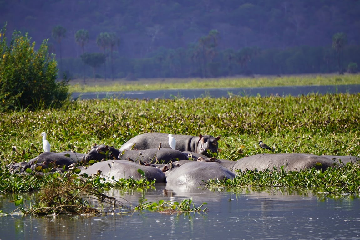 Liwonde National Park