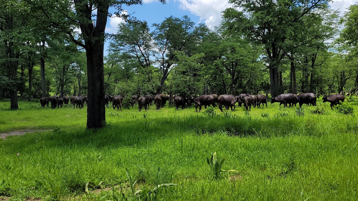 Liwonde National Park
