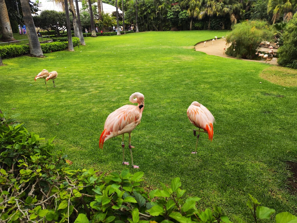 Loro Parque
