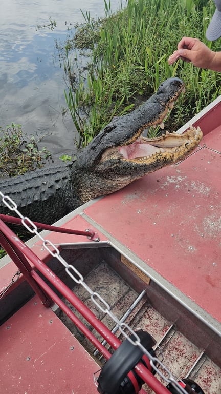 Airboat Swamp Tour