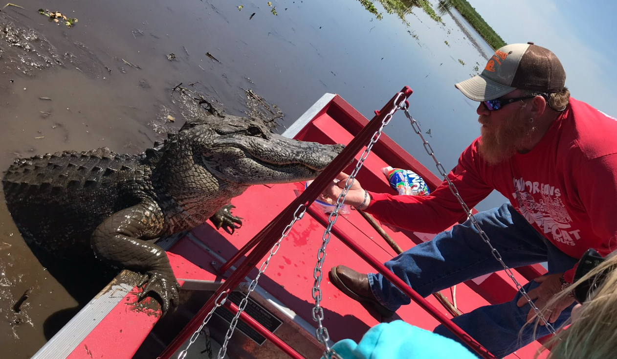 Airboat Swamp Tour