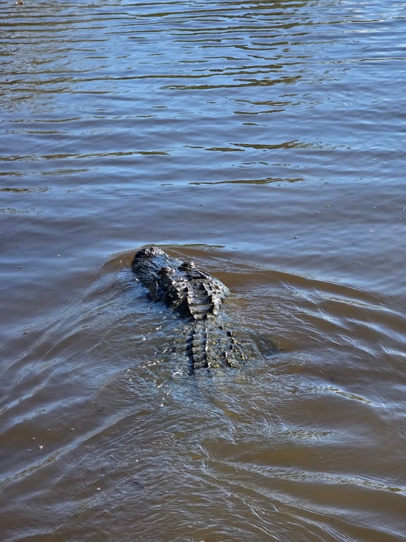 Airboat Swamp Tour