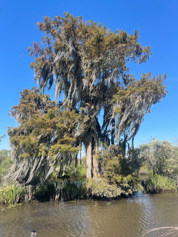 Airboat Swamp Tour