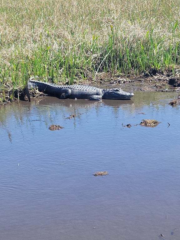 Airboat Swamp Tour