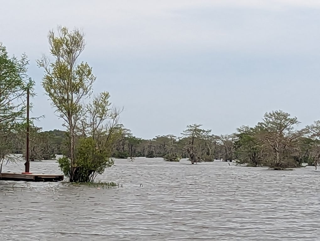 Atchafalaya Swamp Airboat Tour