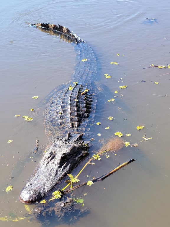Atchafalaya Swamp Airboat Tour