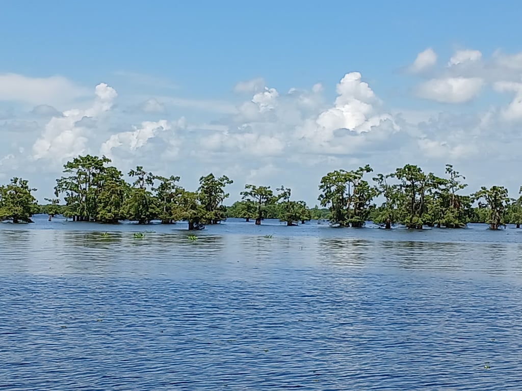 Atchafalaya Swamp Airboat Tour