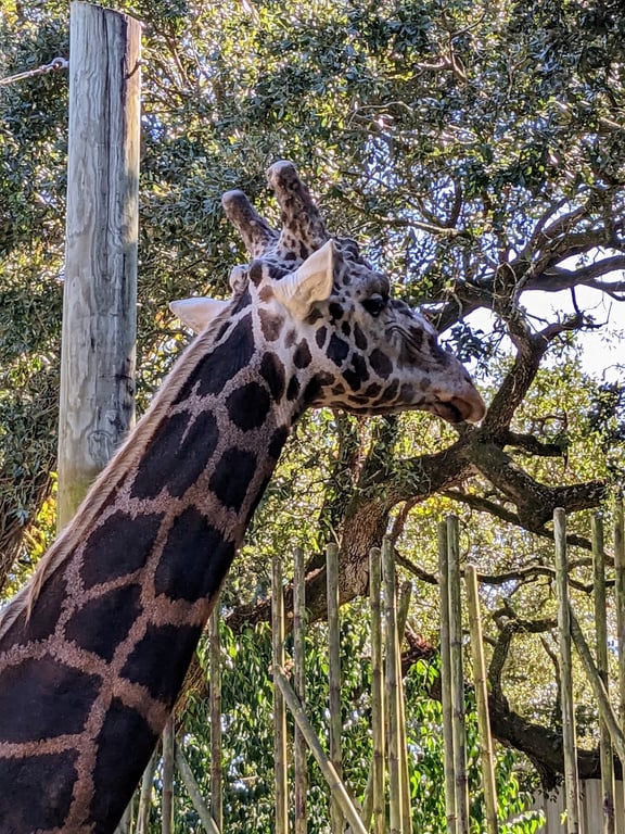 Audubon Park