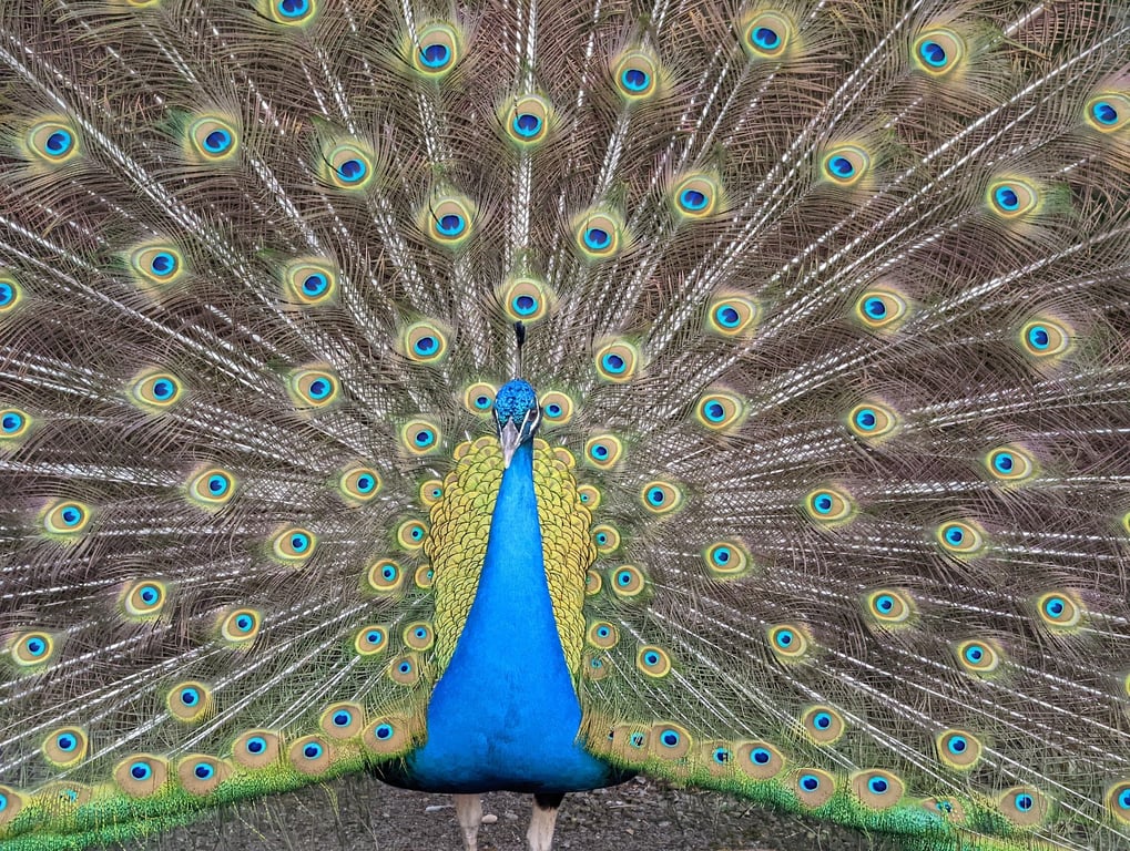 Audubon Park