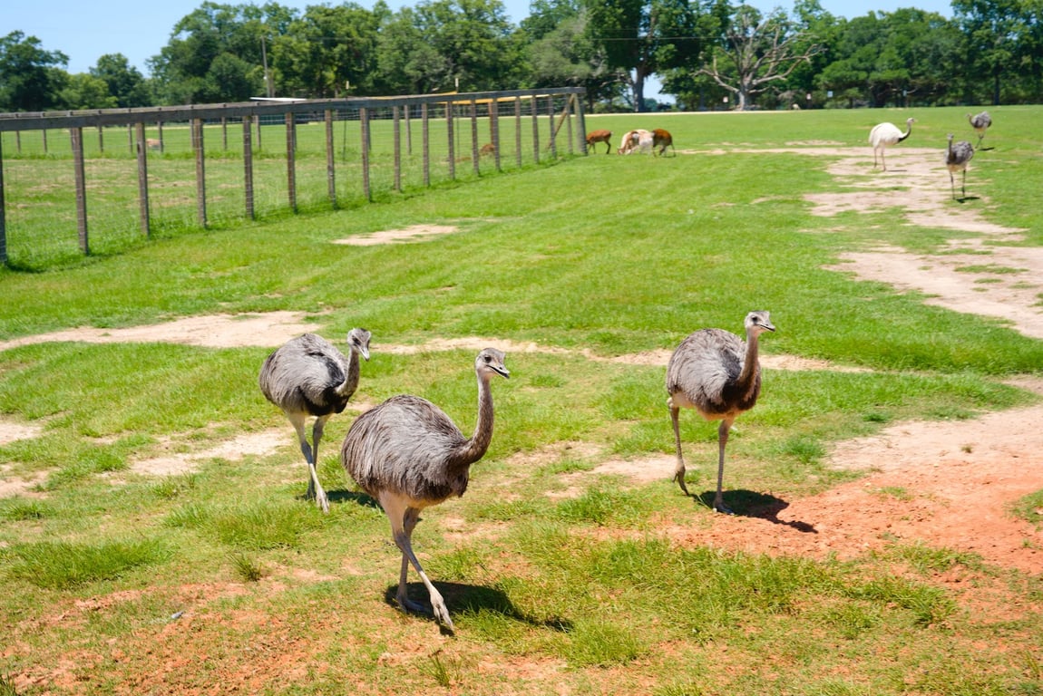 Global Wildlife Center