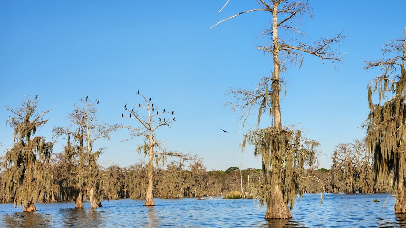Lake Martin & Cypress Island