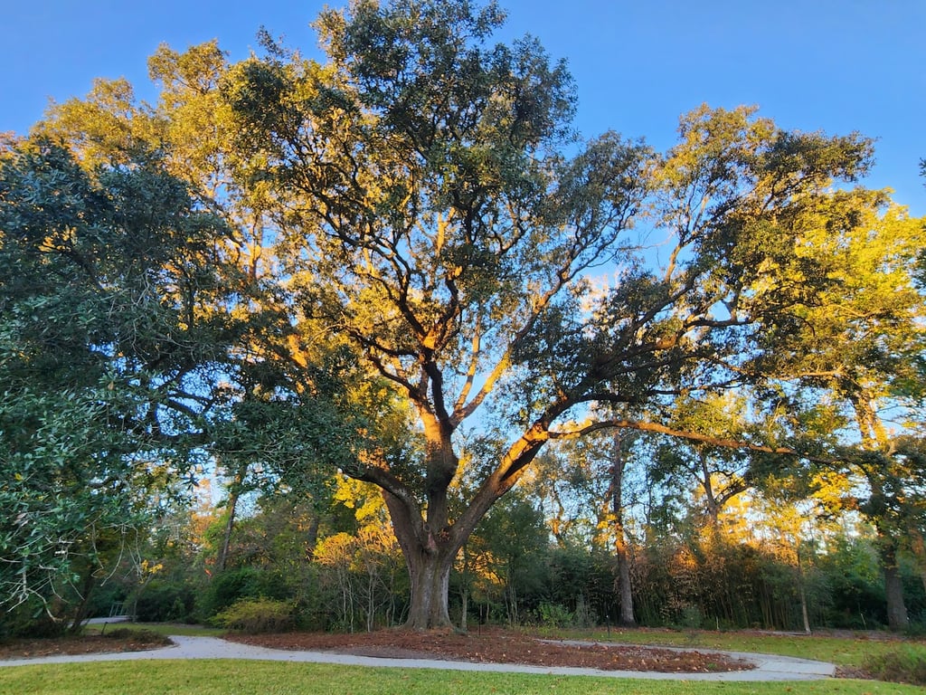 LSU Hilltop Arboretum
