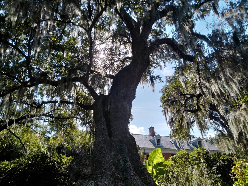 Shadows-on-the-Teche