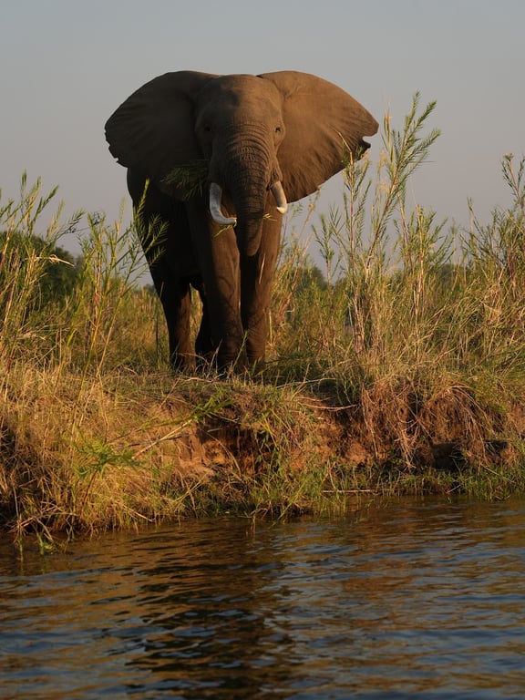 Lower Zambezi National Park