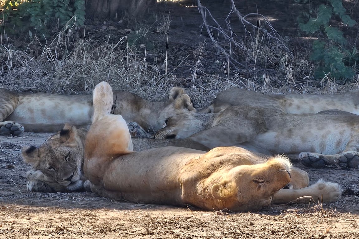 Lower Zambezi National Park