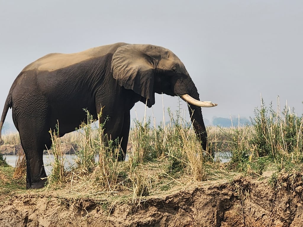 Lower Zambezi National Park