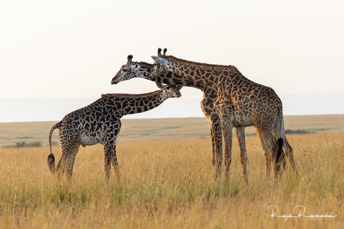 Maasai Mara National Reserve