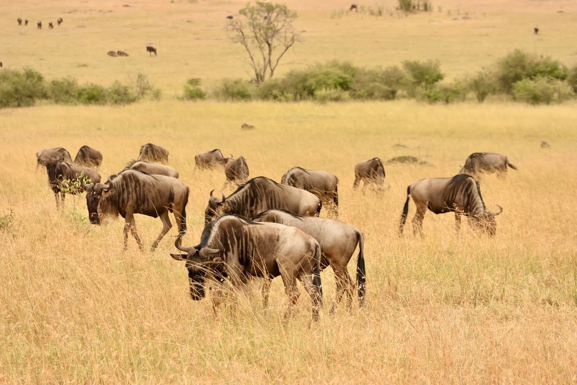 Maasai Mara National Reserve
