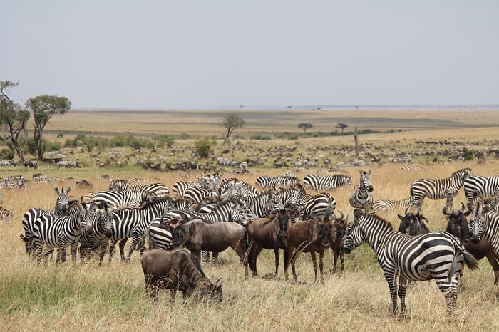 Maasai Mara National Reserve