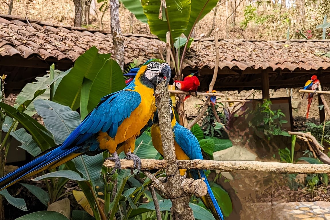 Macaw Mountain Park