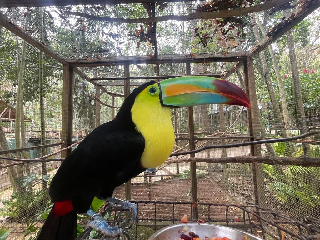 Macaw Mountain Park