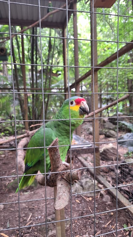 Macaw Mountain Park