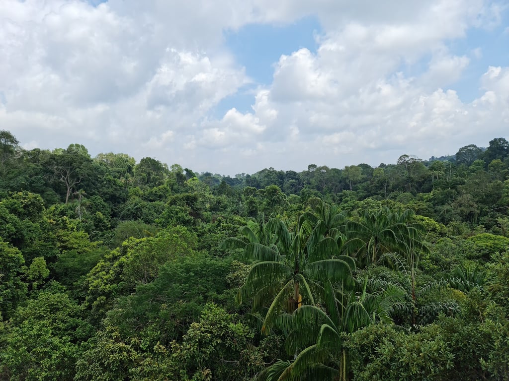 MacRitchie Reservoir Park