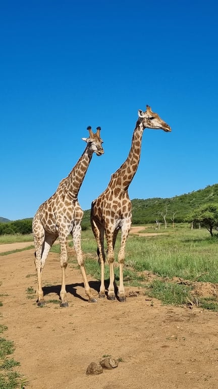 Madikwe Game Reserve