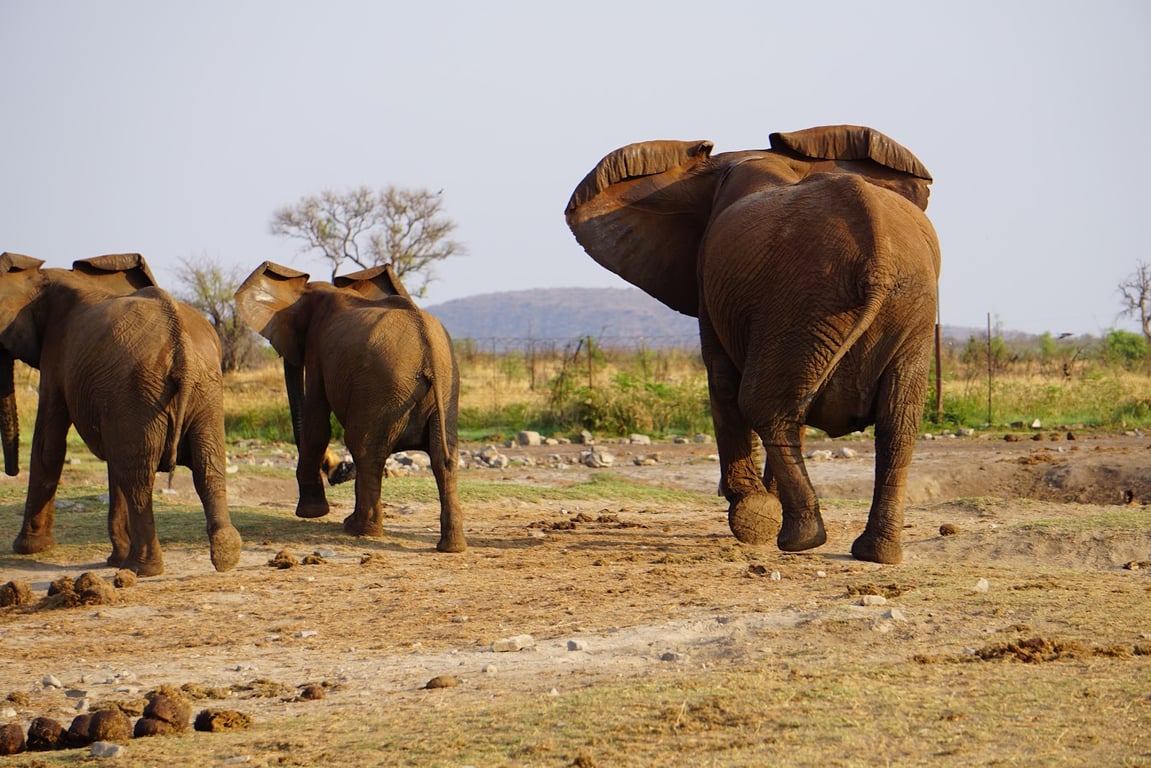 Madikwe Game Reserve