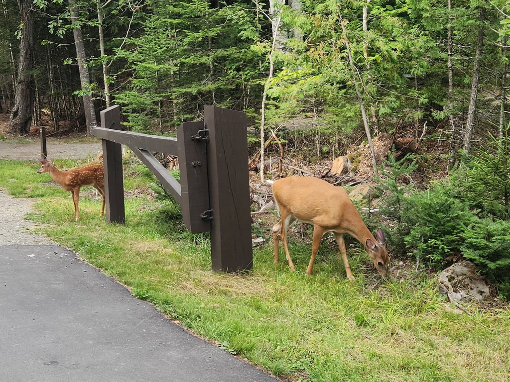 Lily Bay State Park