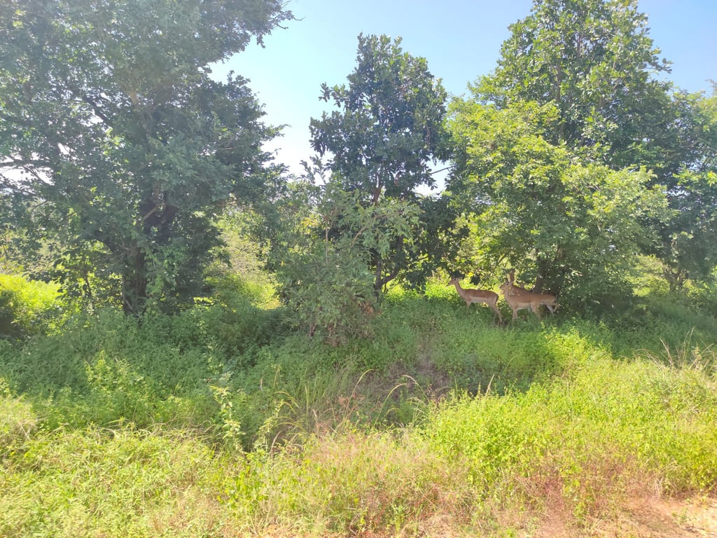 Majete Wildlife Reserve