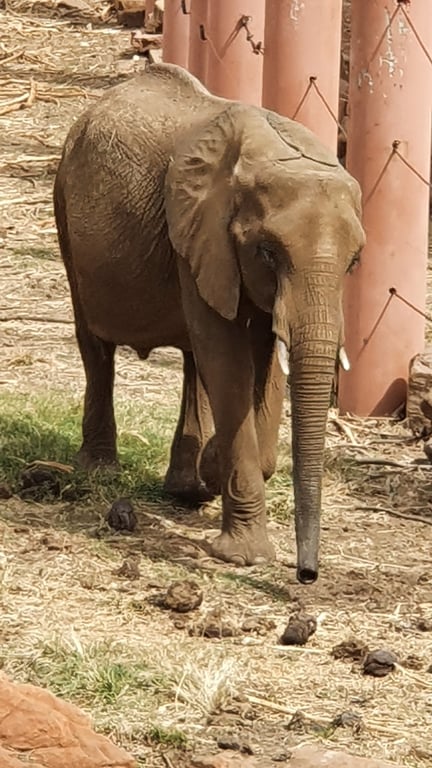 Mali National Zoo