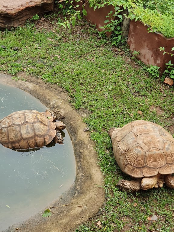Mali National Zoo
