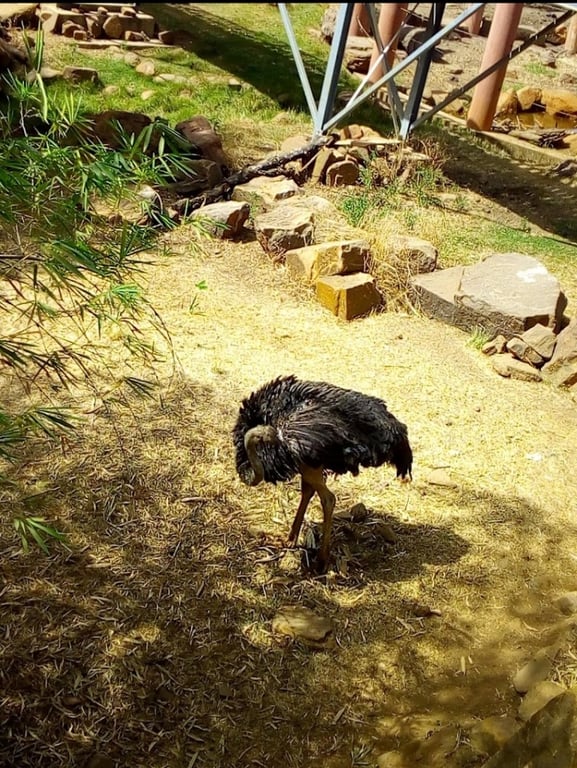 Mali National Zoo