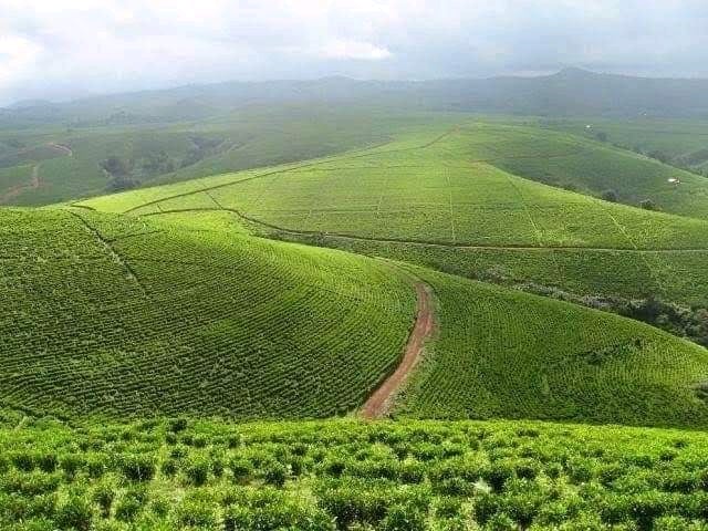 Mambilla Plateau