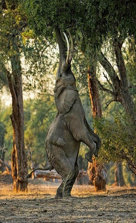 Mana Pools National Park