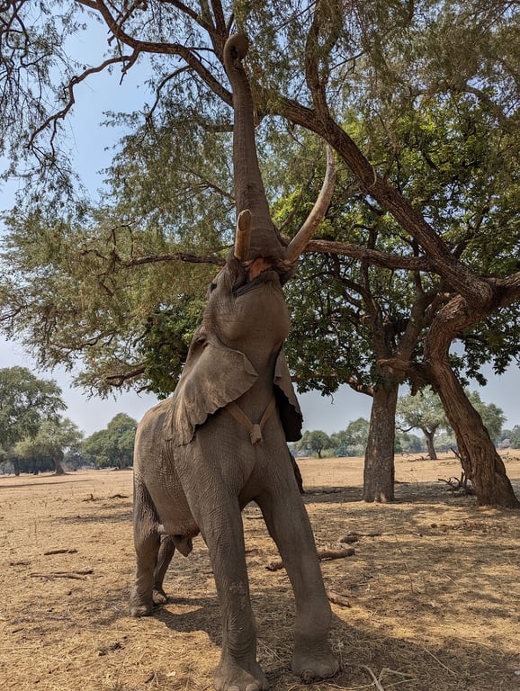 Mana Pools National Park