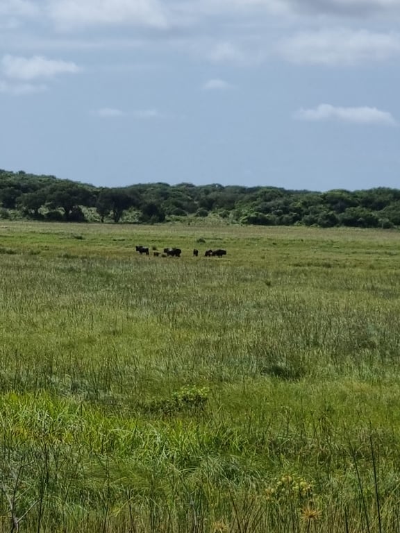 Maputo Special Reserve