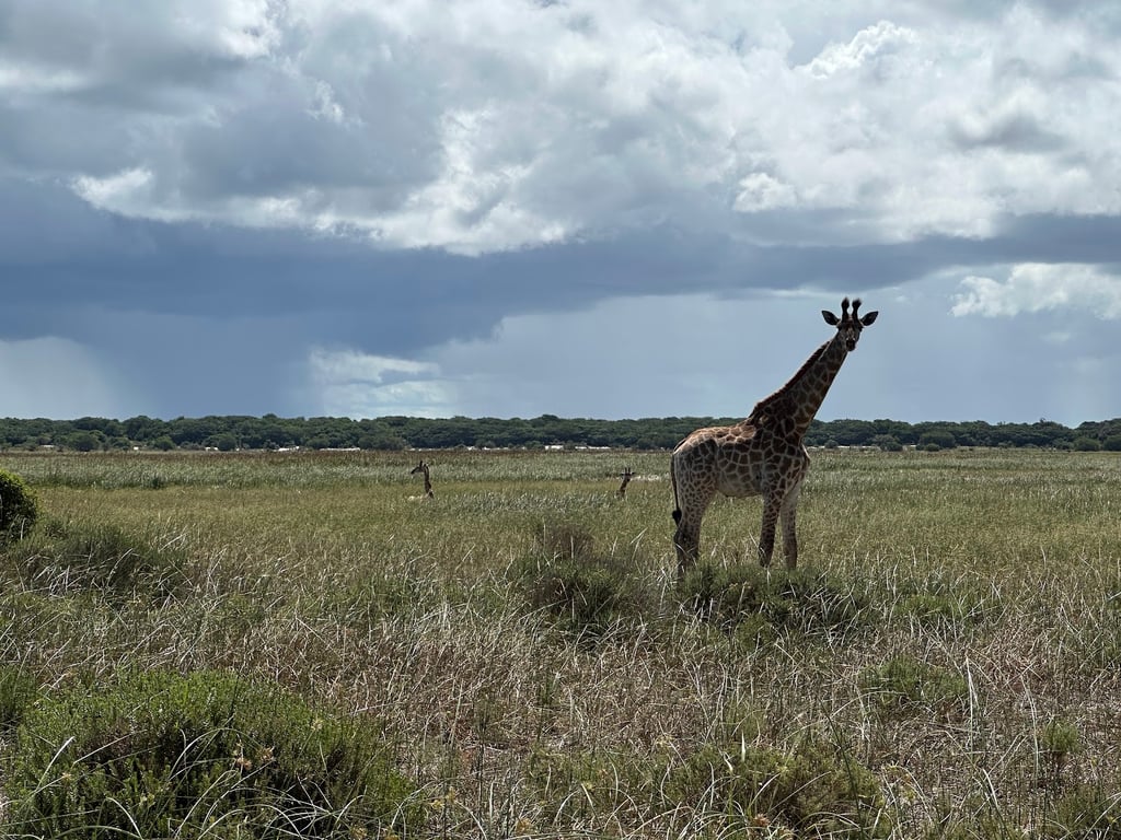 Maputo Special Reserve