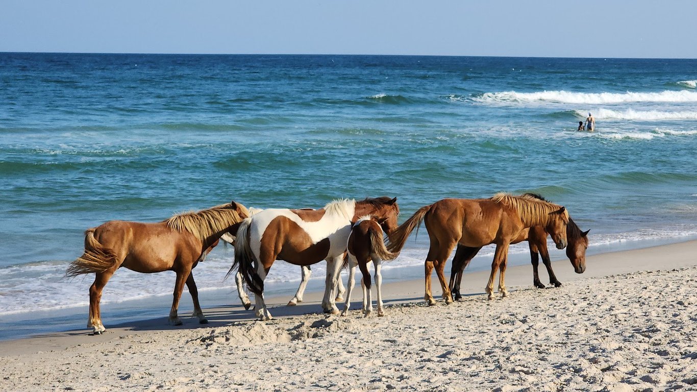 Assateague Island National Seashore