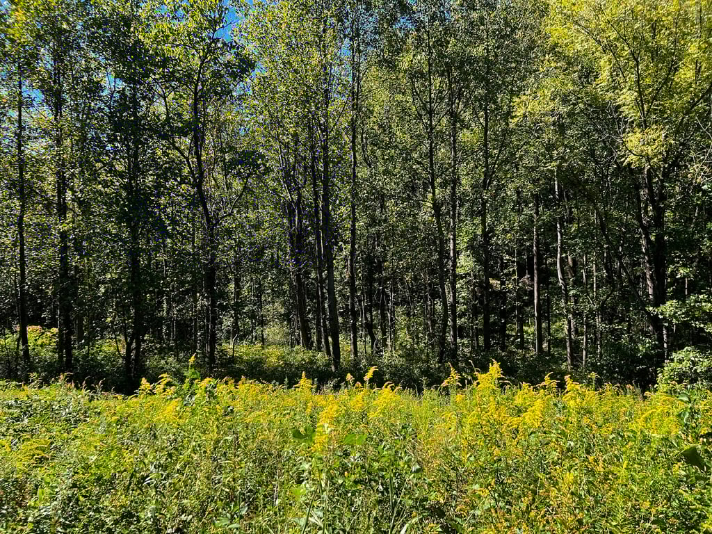 Cromwell Valley Park