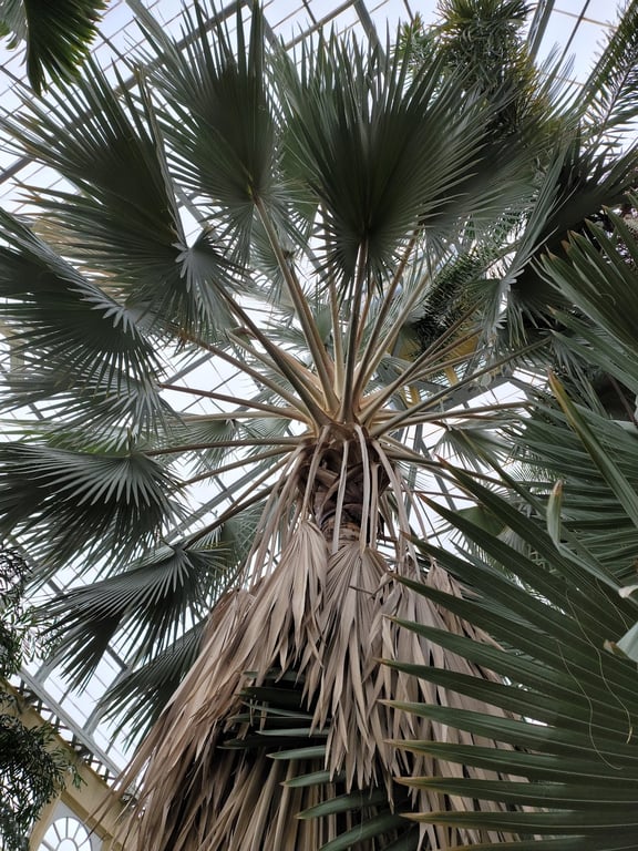 Rawlings Conservatory