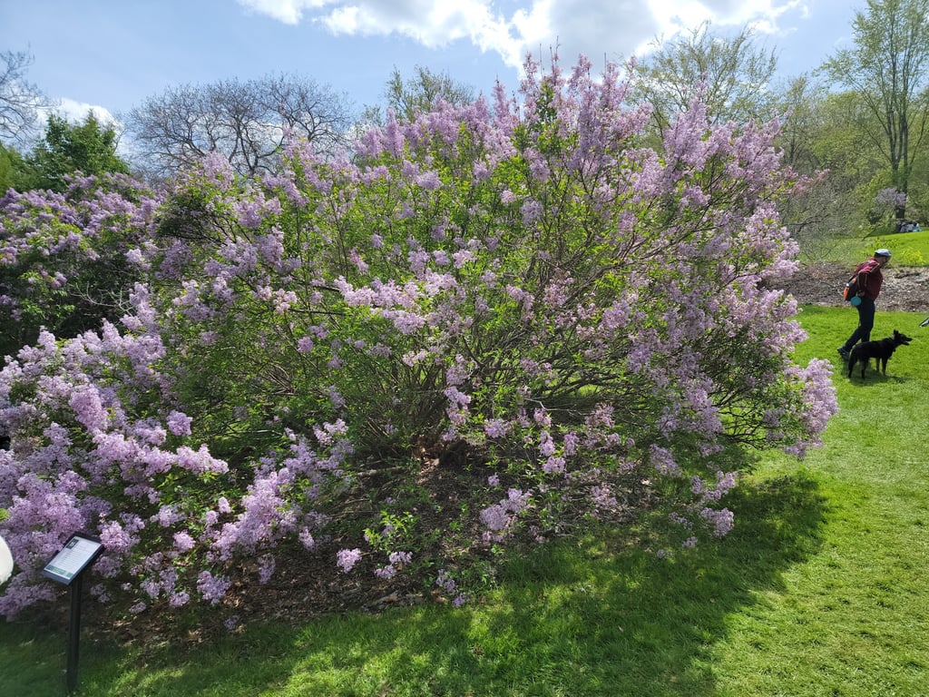 Arnold Arboretum